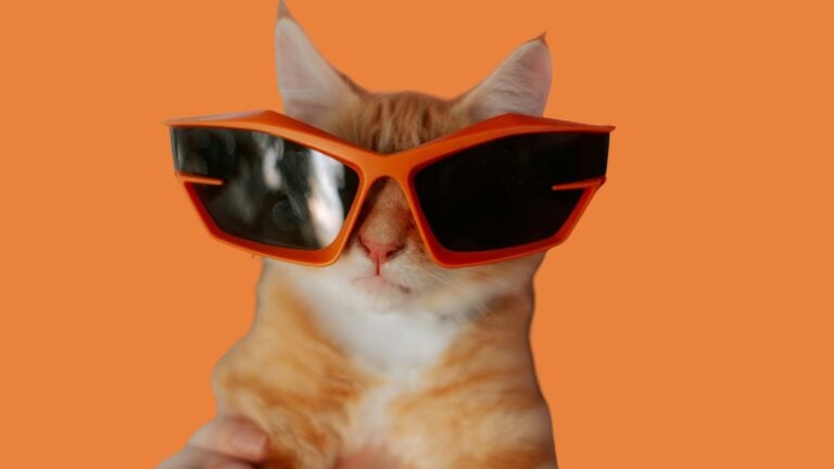 An orange and white cat wearing oversized orange sunglasses against an orange background