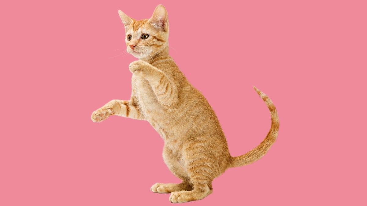 An orange tabby kitten standing on its back legs mid-pounce against a pink background