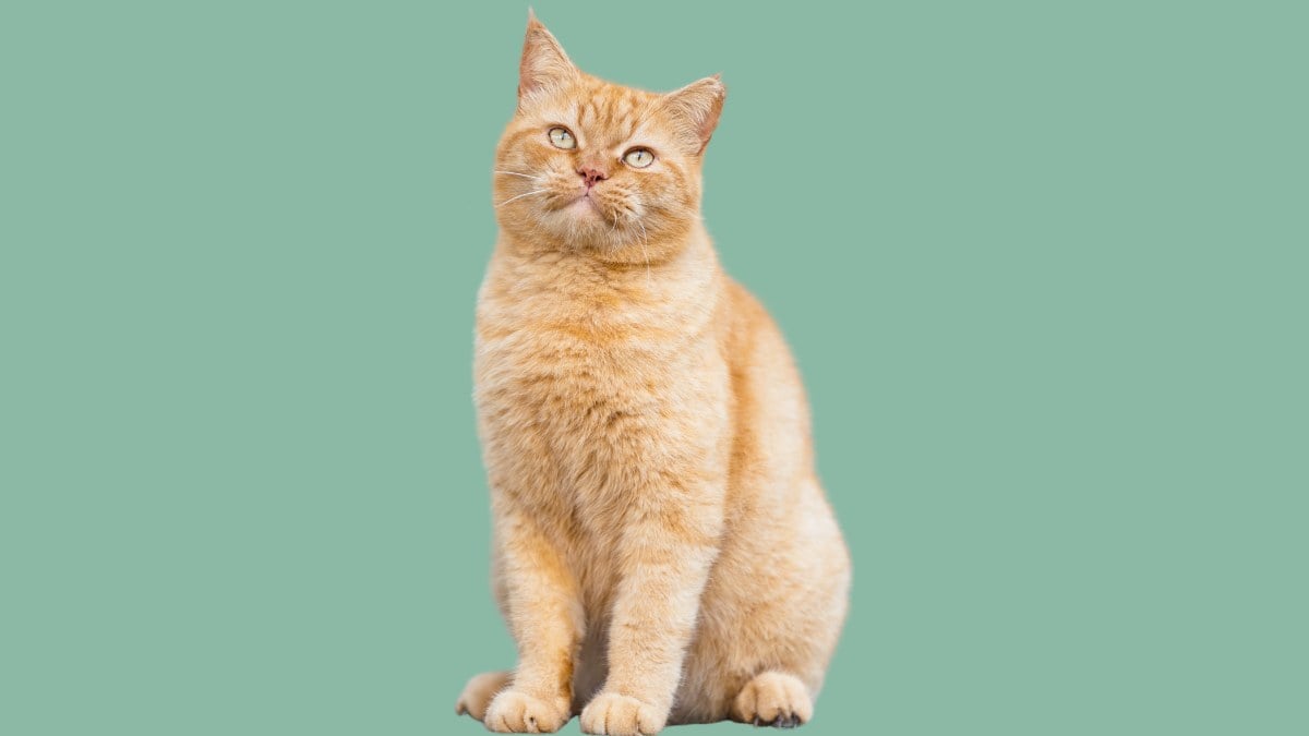 An orange tabby cat sitting and tilting its head against a sage green background