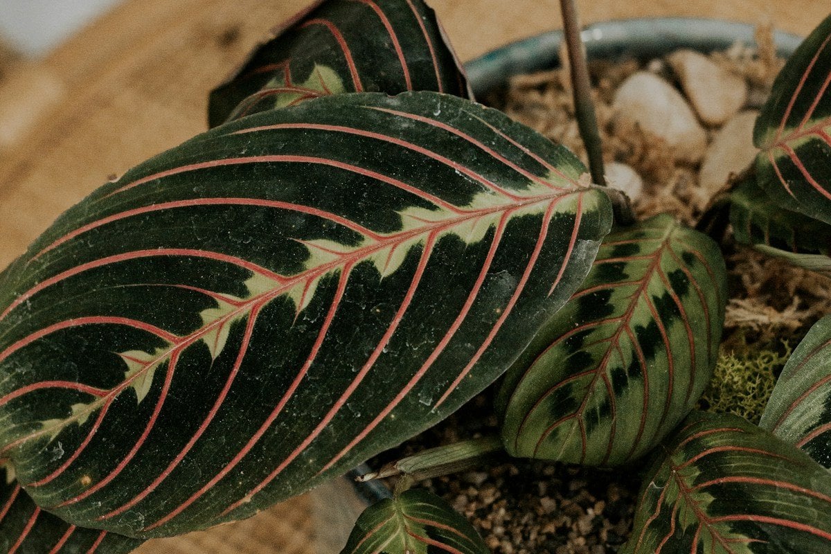 A prayer plant (Maranta leuconeura) with dark green leaves and red-veined patterning in a clay pot