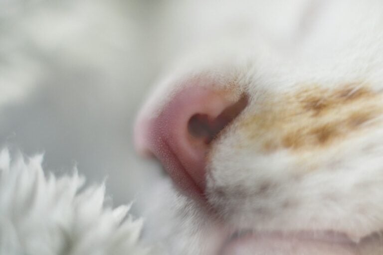 Close-up of a sleeping cat’s pink nose and white fur