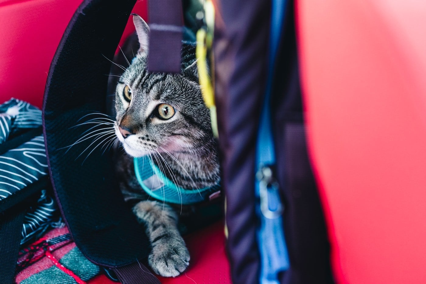 A tabby cat looking out from inside a soft-sided pet carrier