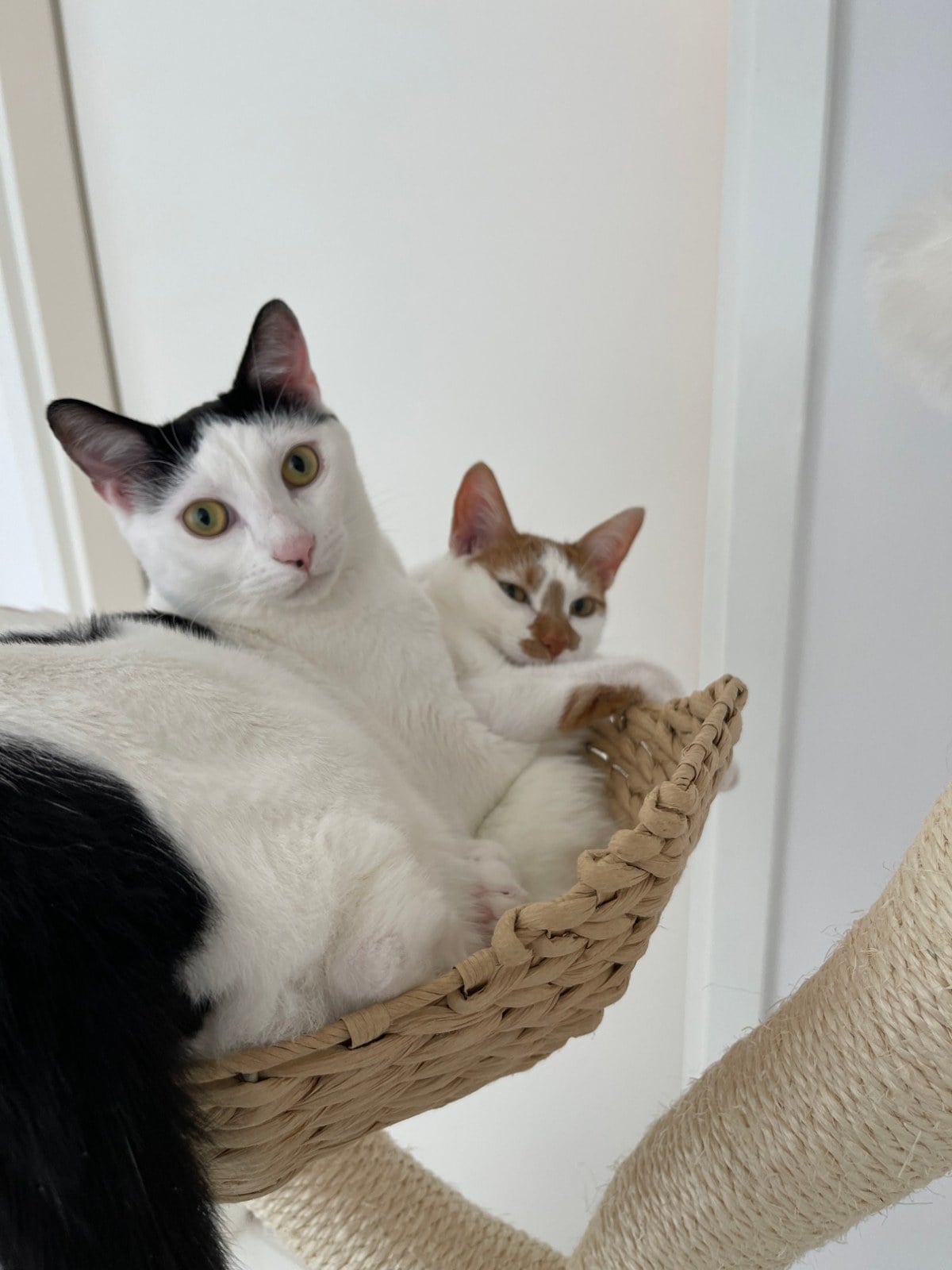 Louis, white with black patches, and Thelma, white with orange patches, squeezed together in the basket of their cat tree looking at the camera