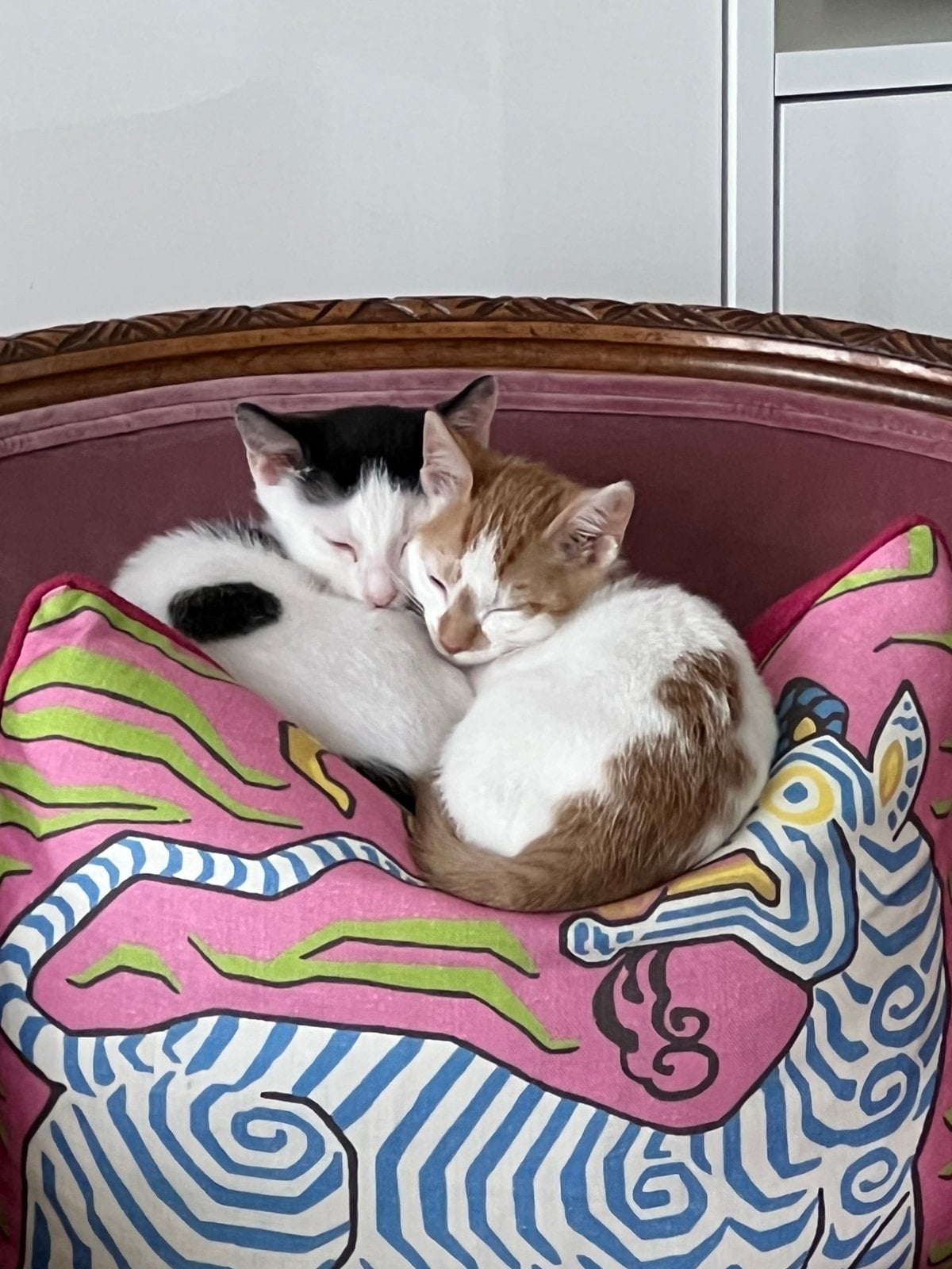 Thelma, white with orange patches, and her brother Louis, white with black patches, asleep curled up together as kittens on a pink patterned pillow