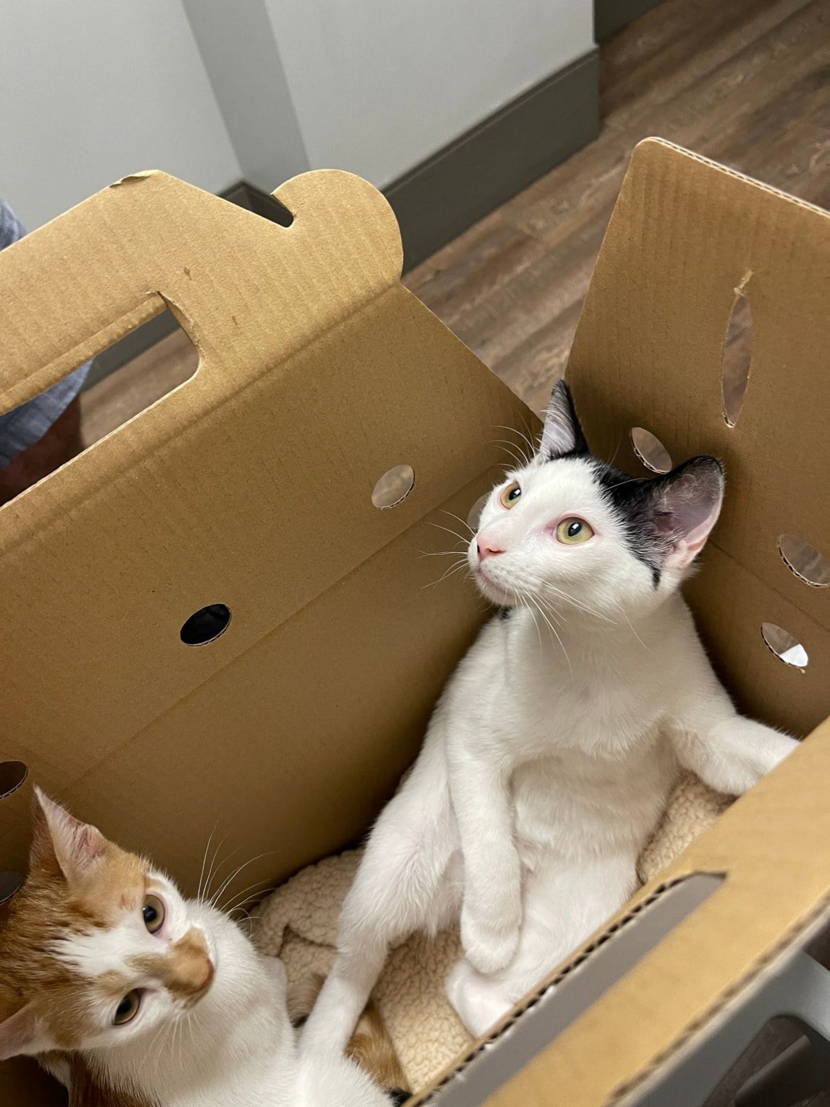 Thelma and Louis as kittens in a cardboard carrier box, Louis looking up and Thelma peeking in from the corner