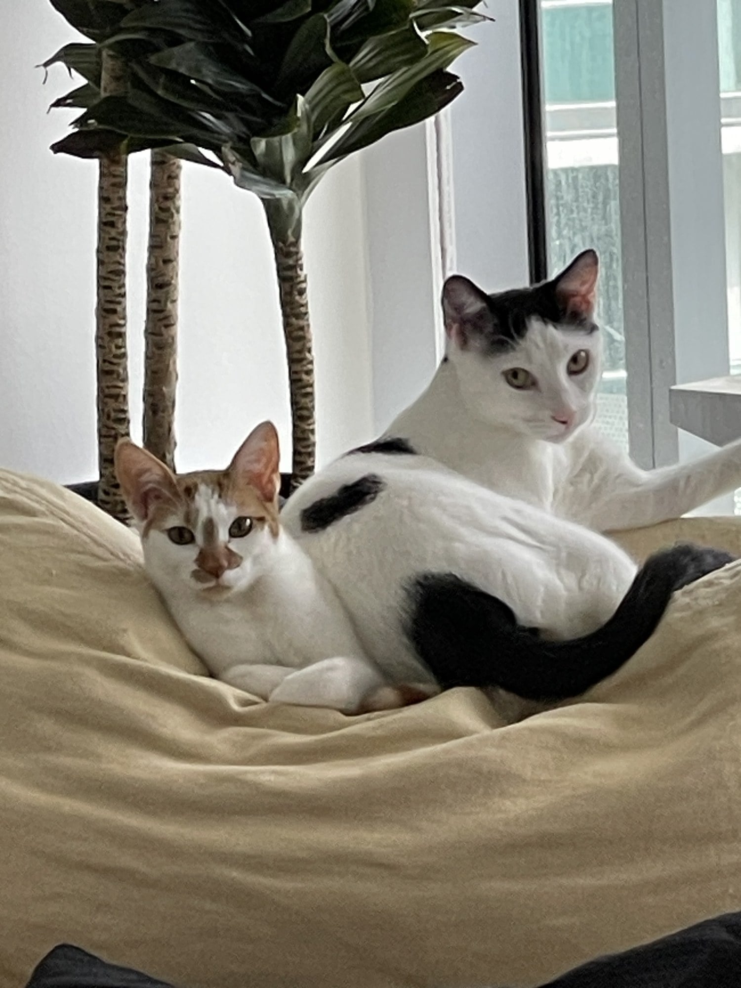 Thelma and Louis, a brother and sister pair of mostly white cats, as kittens on a beanbag looking at the camera