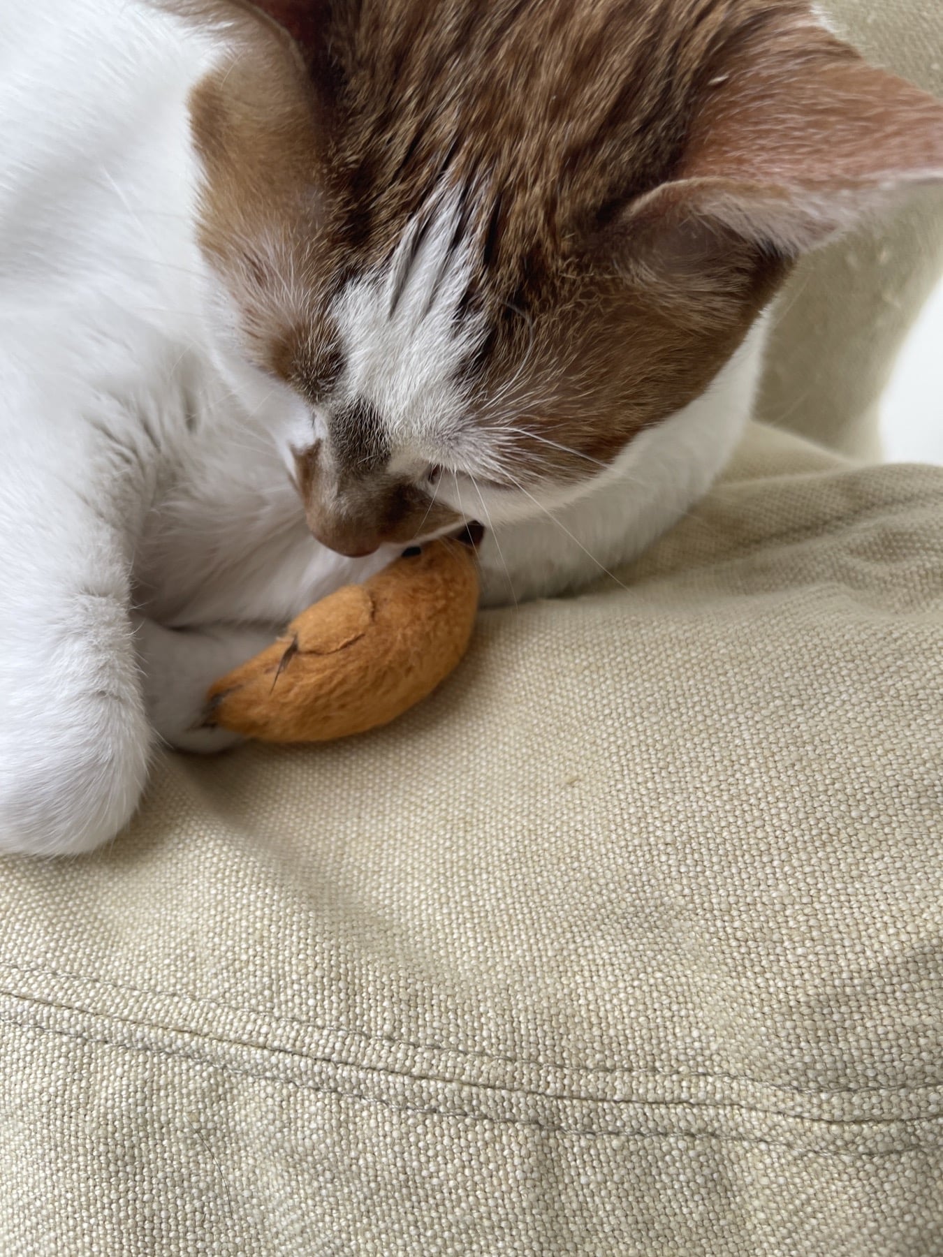 Thelma resting beside her little brown bird toy