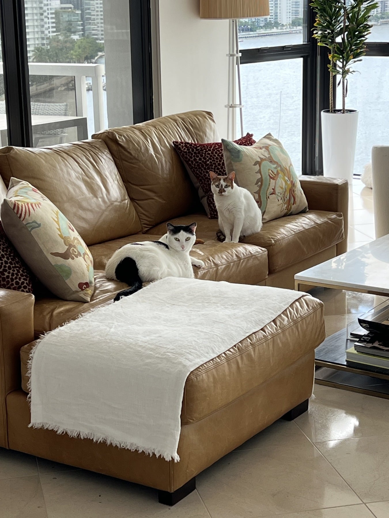Thelma and Louis relaxing together on the living room couch