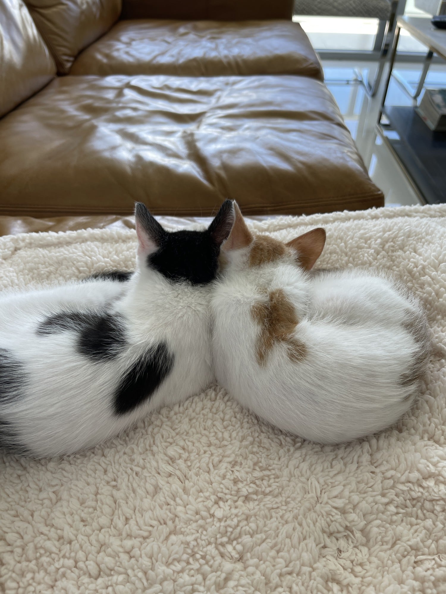 Two kittens, one black and white and one orange and white, curled up back to back on a fleece blanket, seen from behind