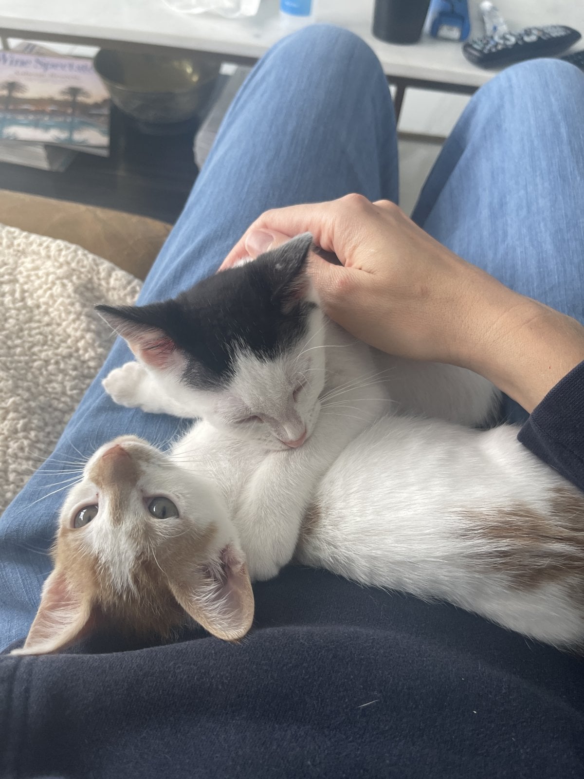 Two kittens, one orange and white and one black and white, curled up together on a person's lap