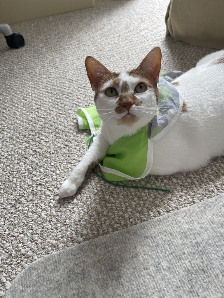 Thelma sitting with her green and gray toy draped around her shoulders