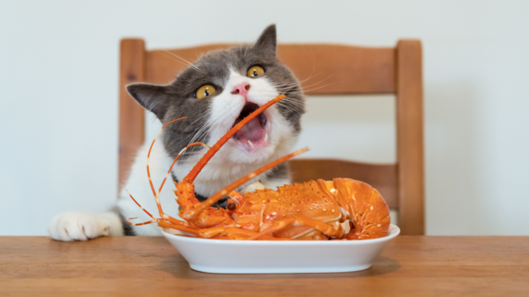 Gray and white cat at a dining table looking at a lobster on a plate