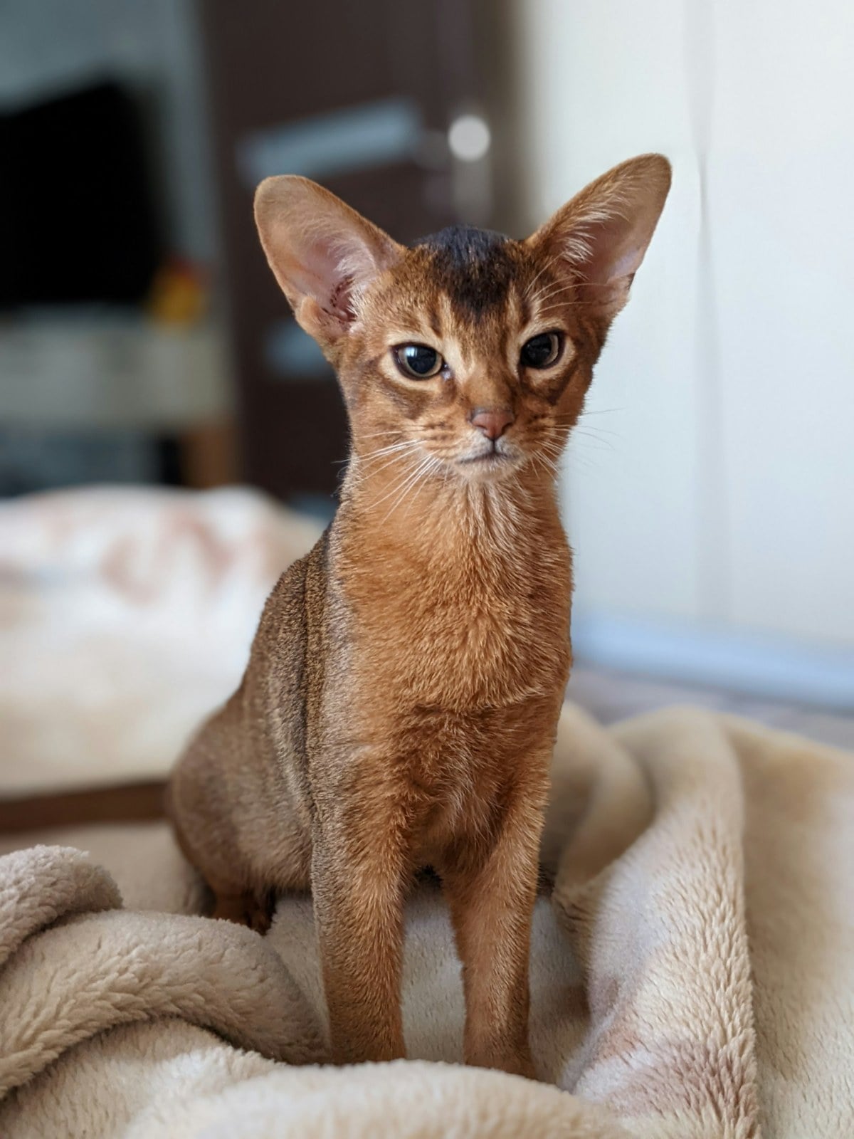 A ruddy Abyssinian kitten standing on a blanket, with a flecked ticked coat