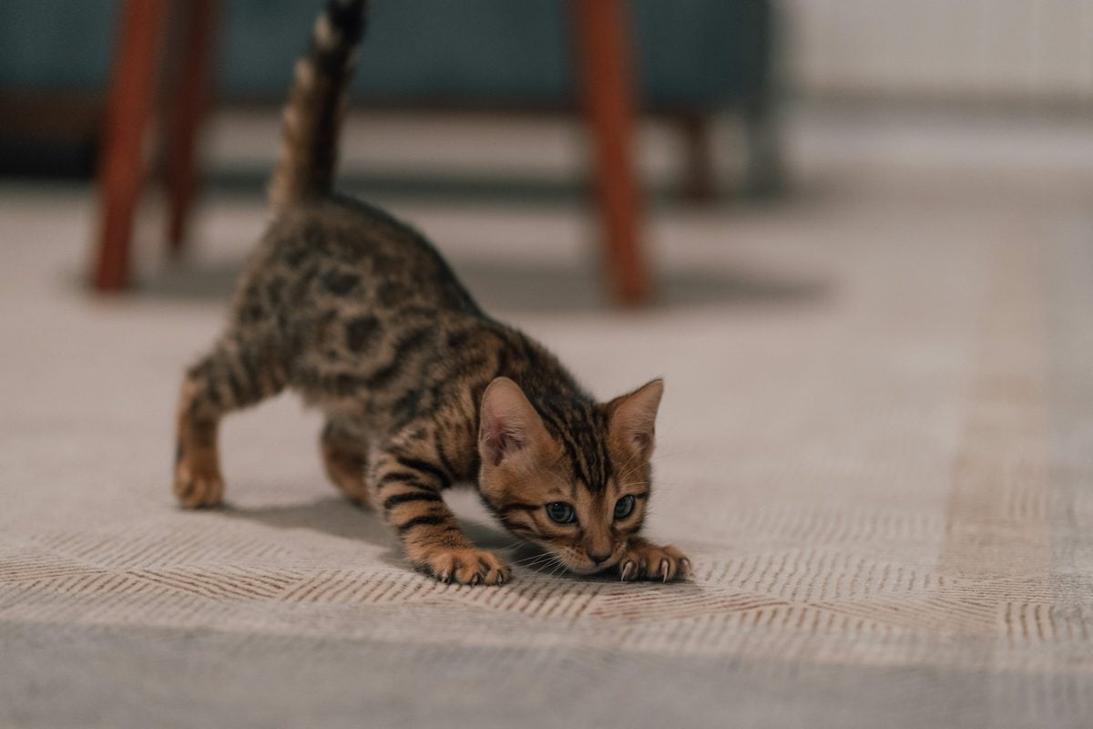 Spotted Bengal kitten crouched low on a beige rug with its tail raised, eyes fixed on something ahead
