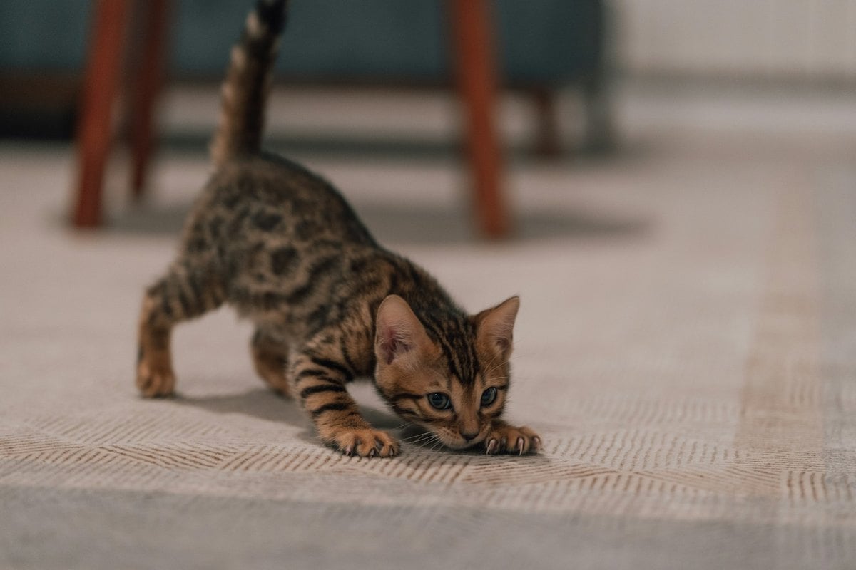 A spotted kitten crouched low on a rug, mid-stalk, with its tail raised behind it