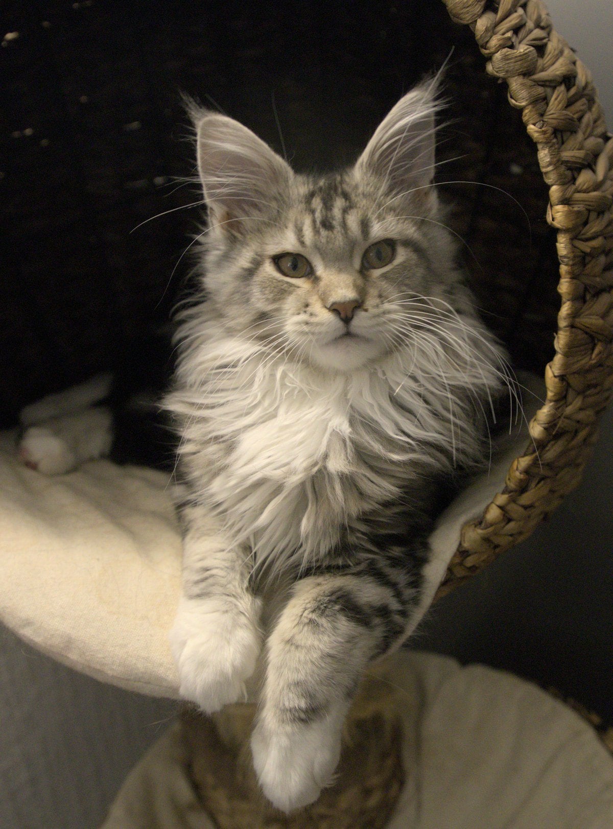 A large long-haired gray and white cat sitting in a cat tree