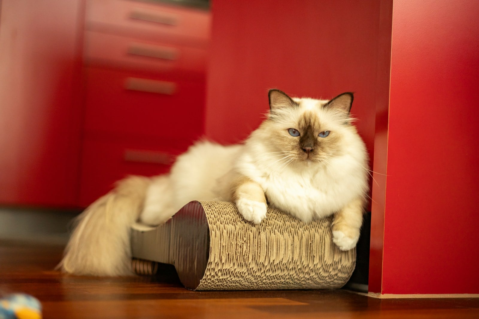 A long-haired Birman cat lounging on a worn cardboard scratcher