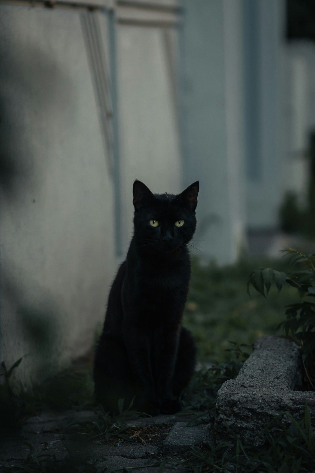 A black cat with green eyes sitting on a gray wall in a street