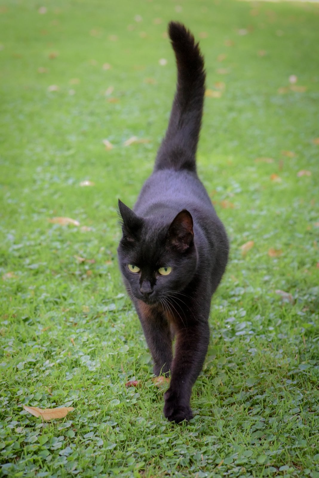 A black cat walking across grass toward the camera with its tail held straight up