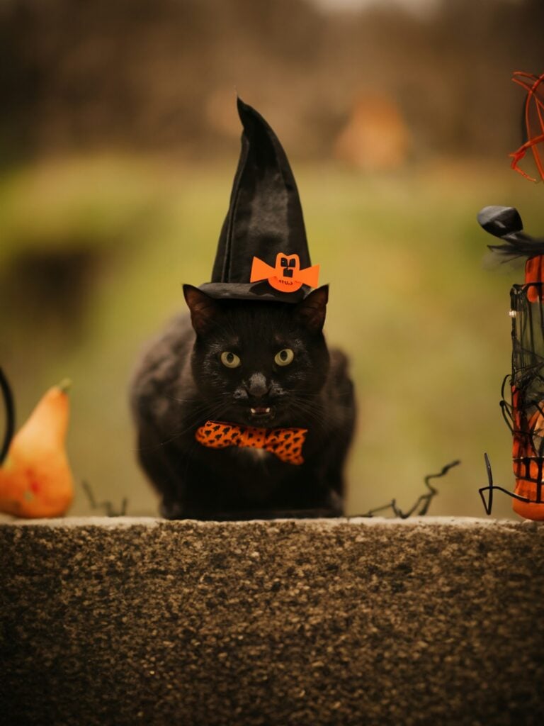 A black cat wearing a black witch hat and an orange Halloween bow tie, sitting on a stone ledge next to small pumpkins
