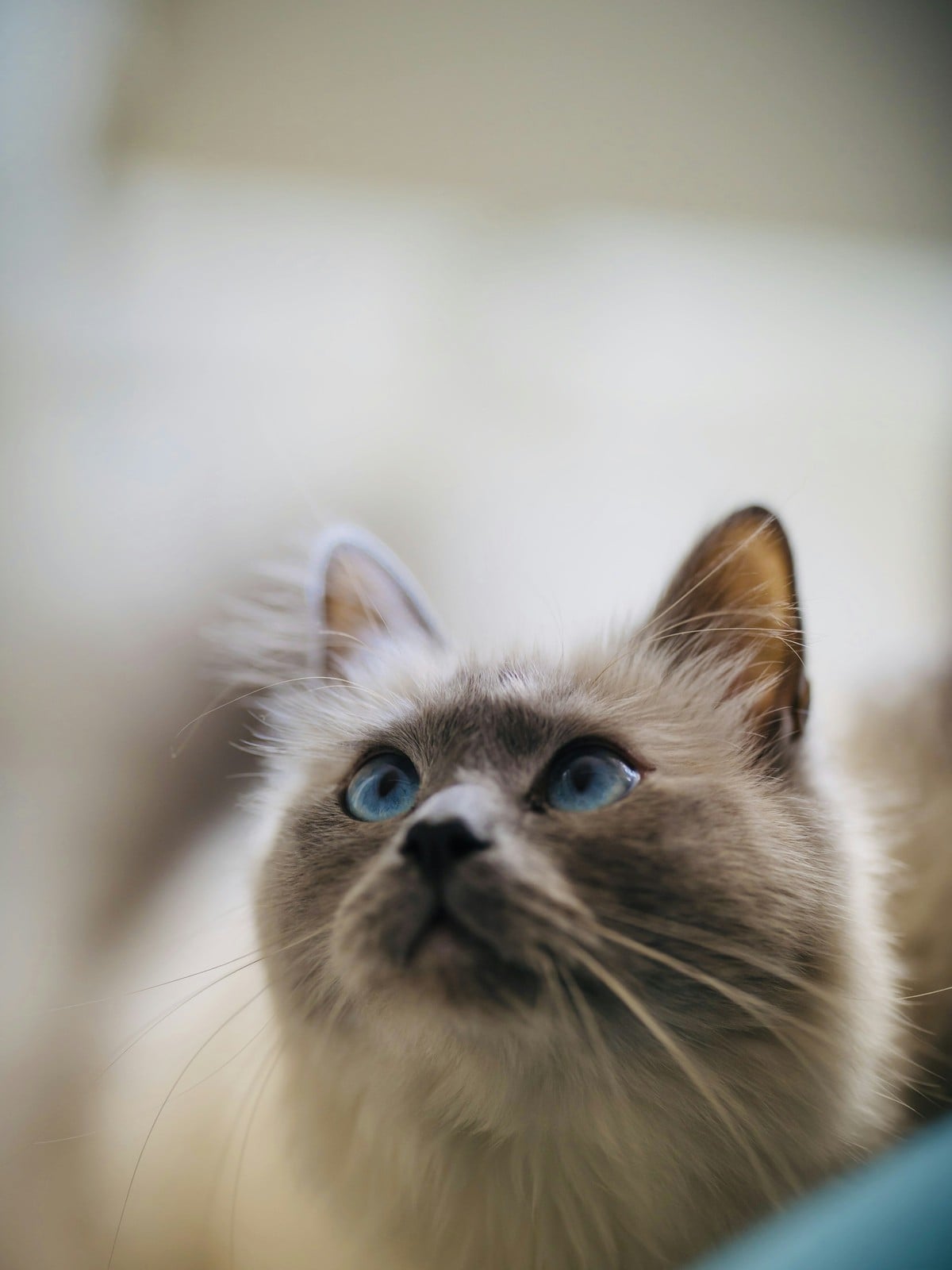 A Ragdoll cat with blue eyes looking upward