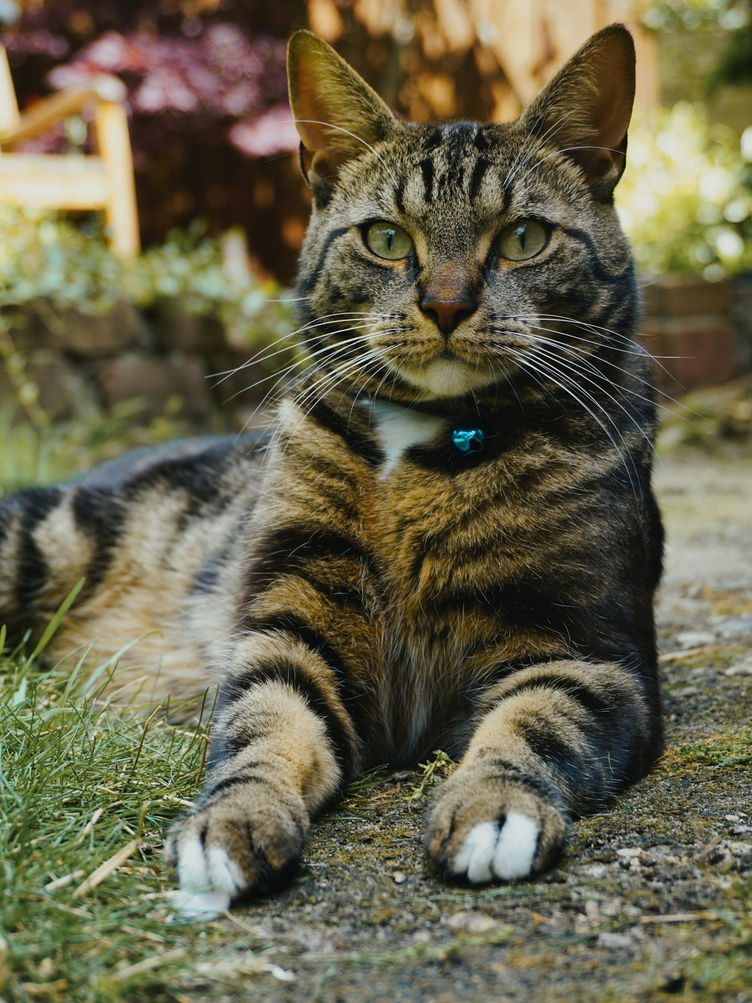 A brown mackerel tabby cat lying on a garden path, with the M visible on its forehead