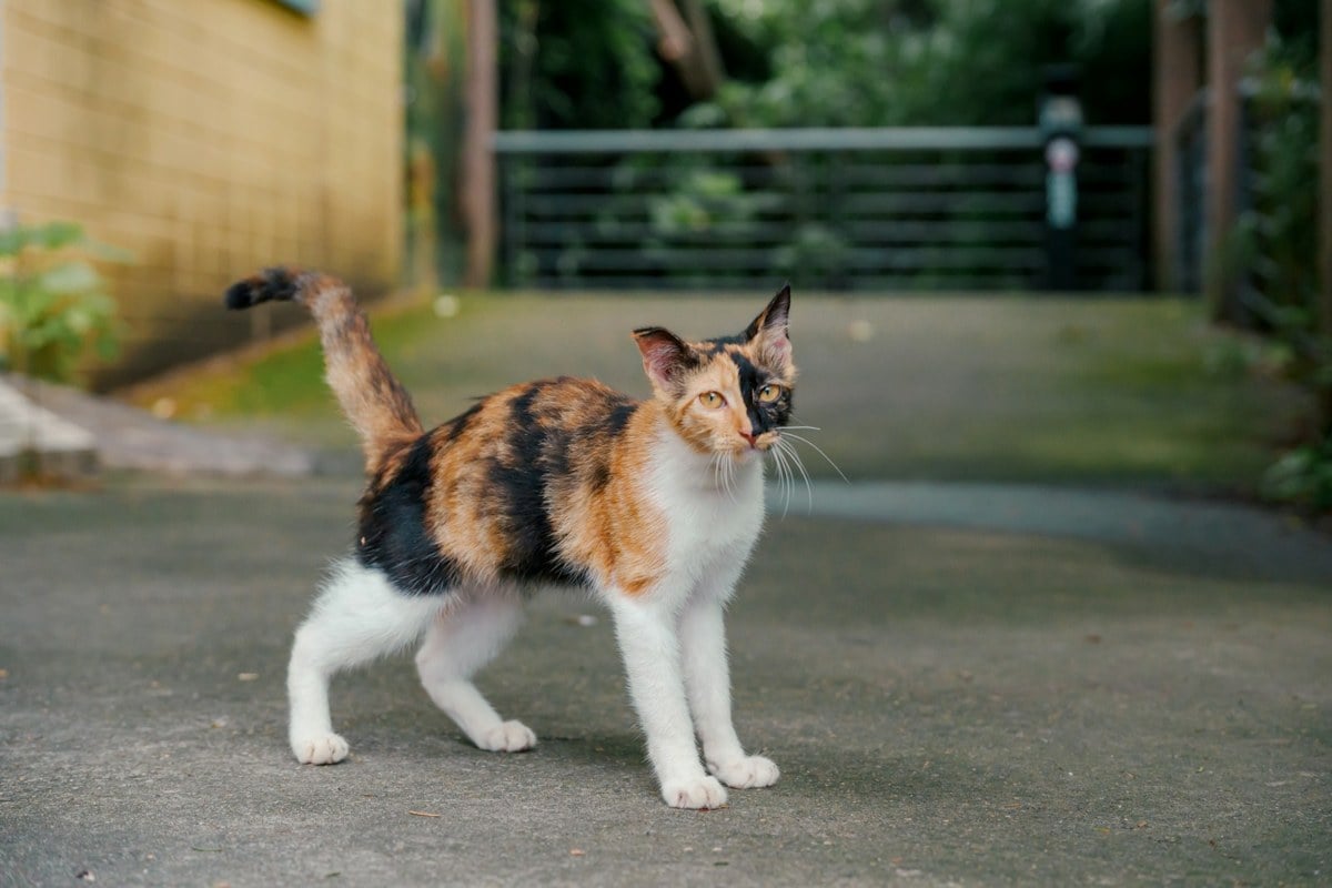 A young calico cat with distinct black and orange patches on white, standing on a paved path