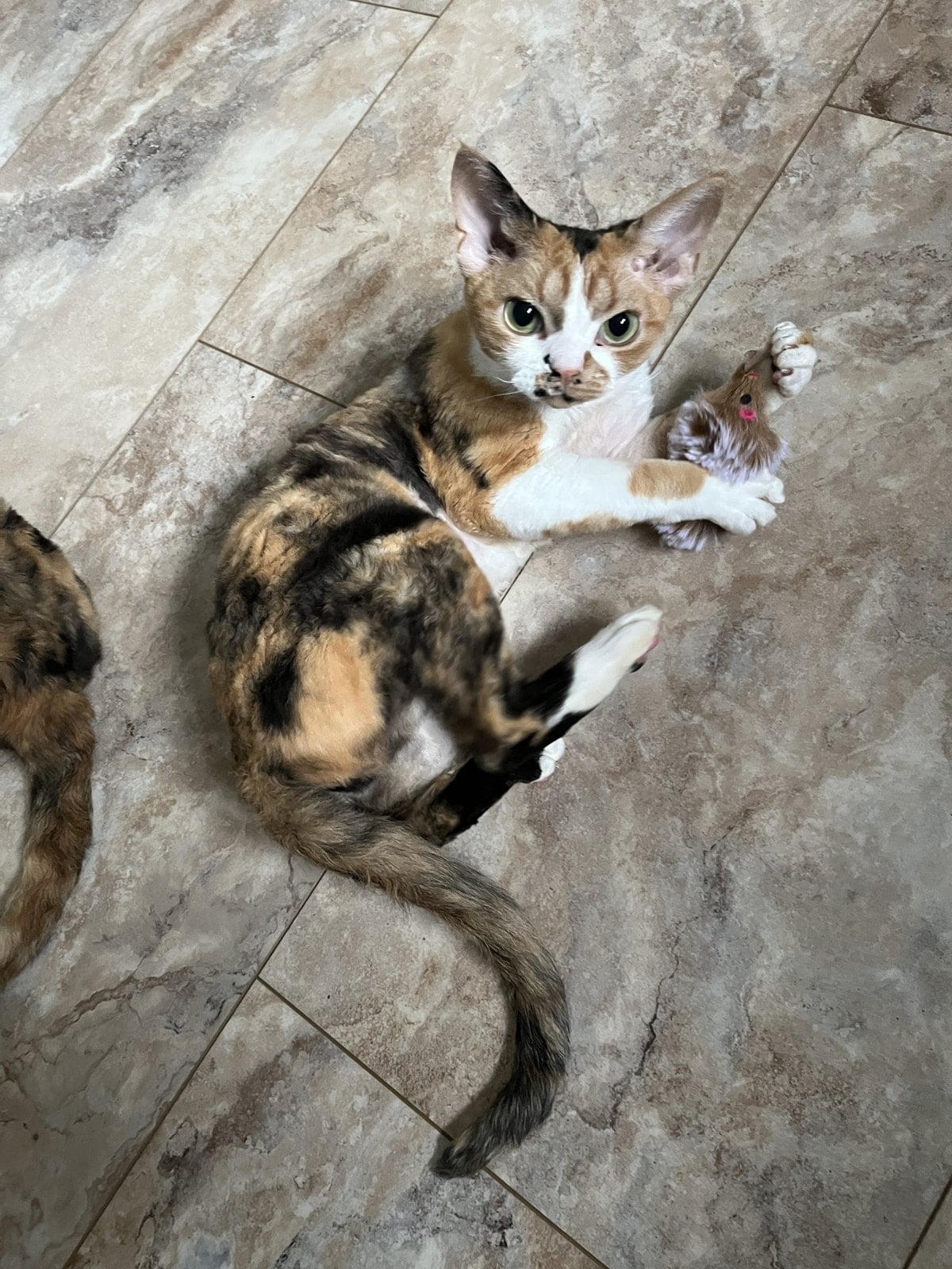 A calico cat lying on a tile floor, holding a plush toy mouse with her front paws