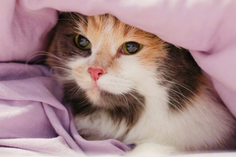 A calico cat peeking out from under a lavender blanket