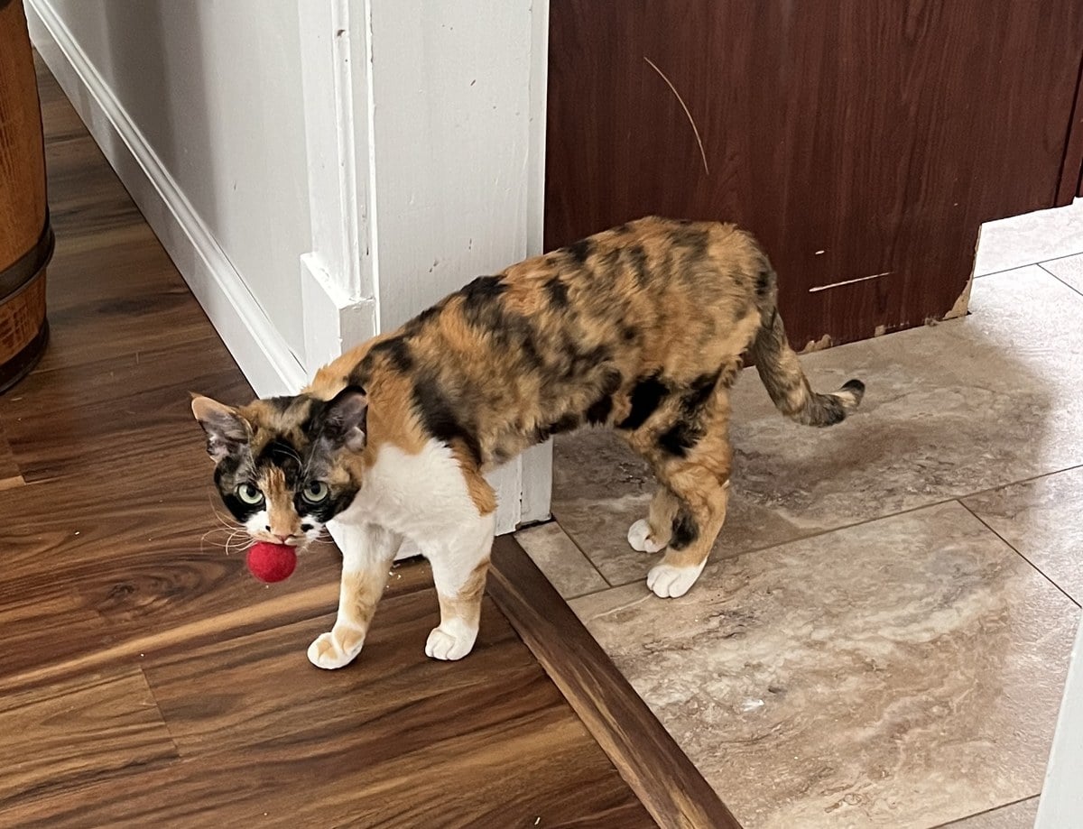 A calico cat with mottled black and orange patches and a white chest and legs, carrying a red ball in her mouth