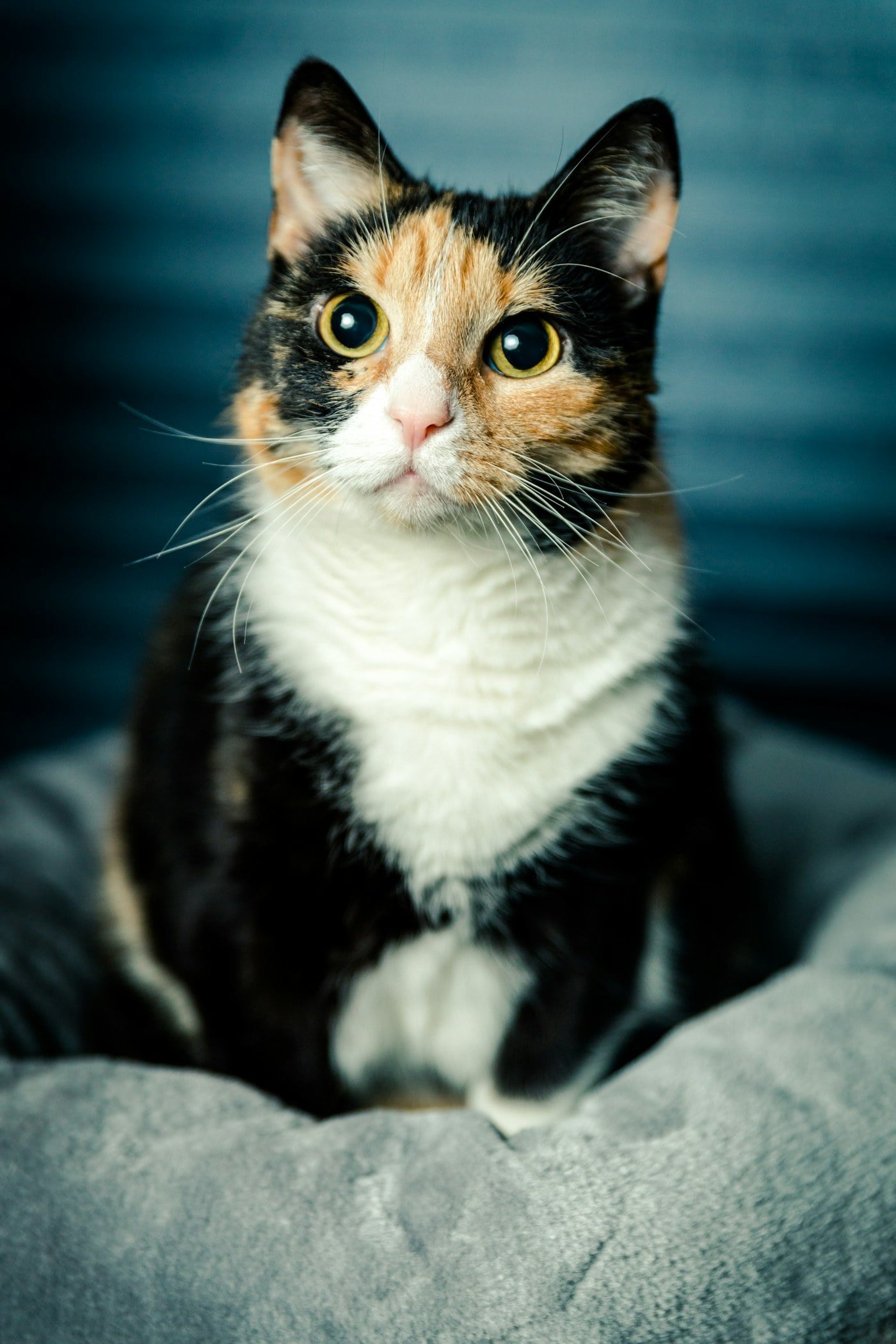 A calico cat with black, orange and white patches sitting in a cat bed, looking at the camera