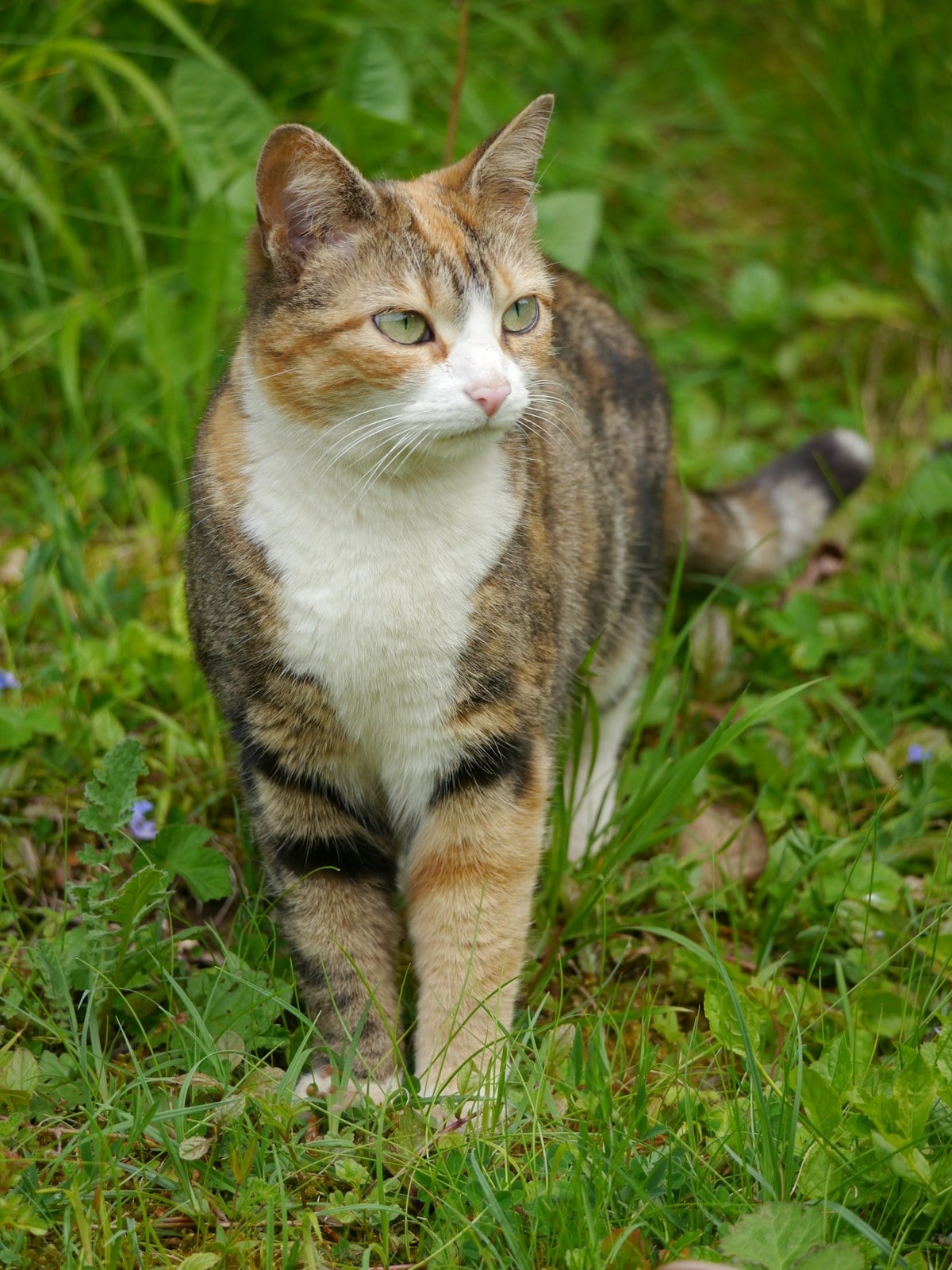 A calico tabby cat with a white chest and striped brown and orange patches, walking in grass