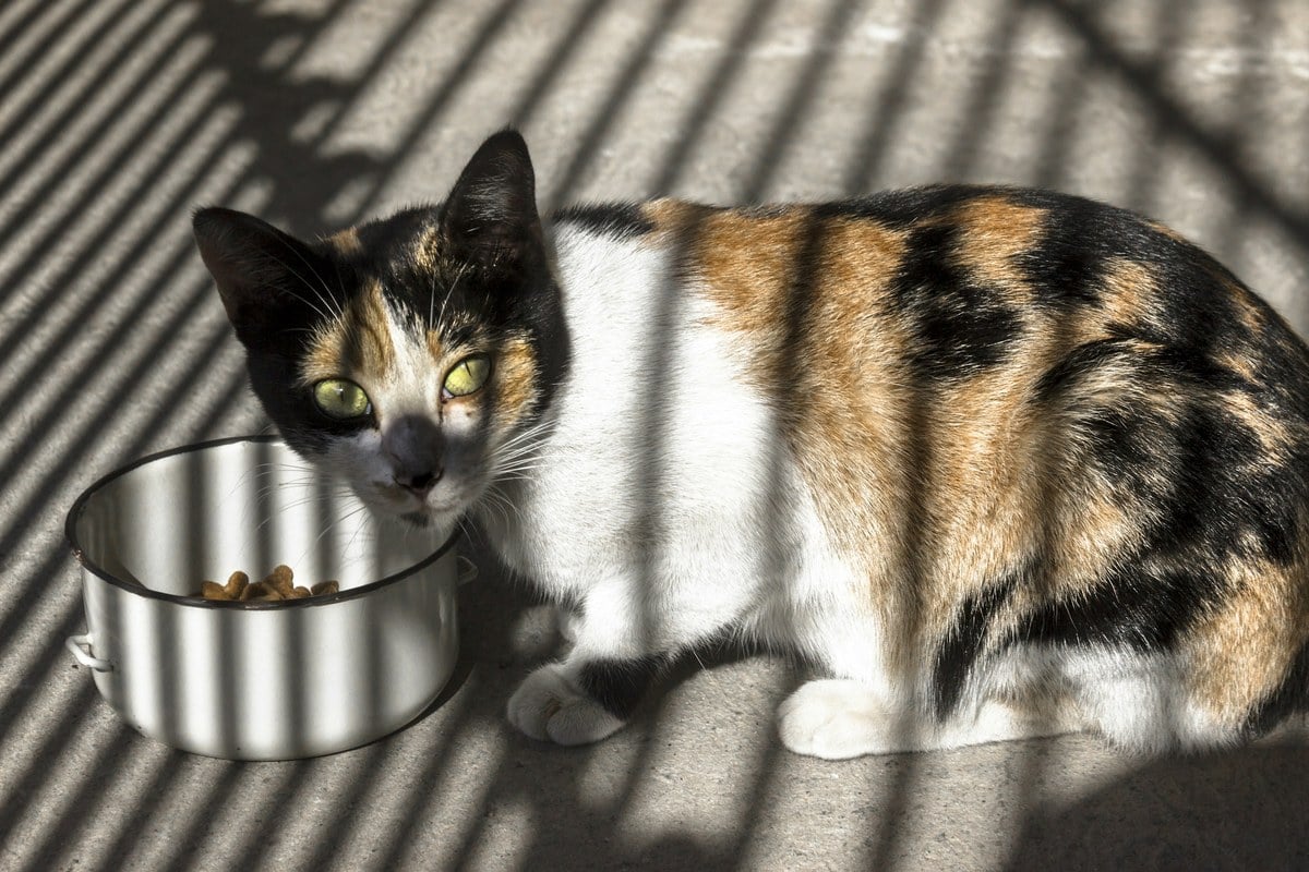 A calico cat lying in a strip of sunlight next to a metal bowl of dry food