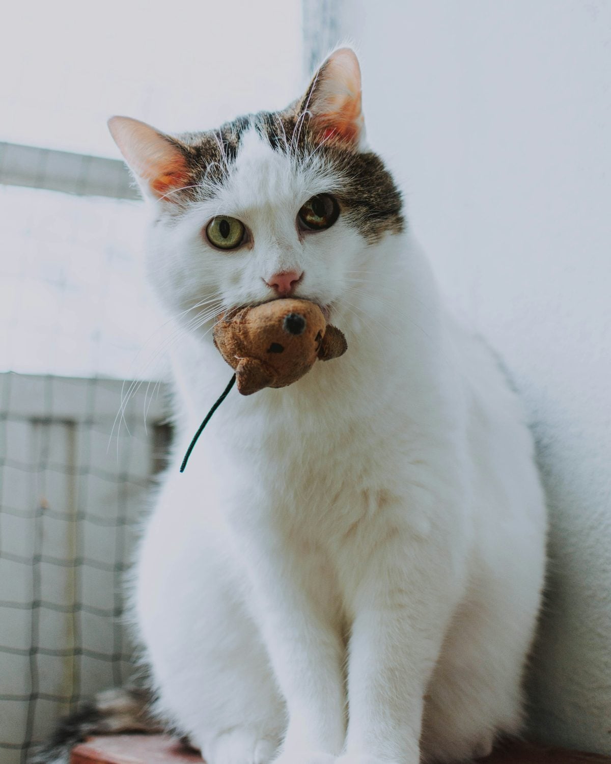 White cat with tabby patches sitting by a window holding a brown toy mouse in its mouth