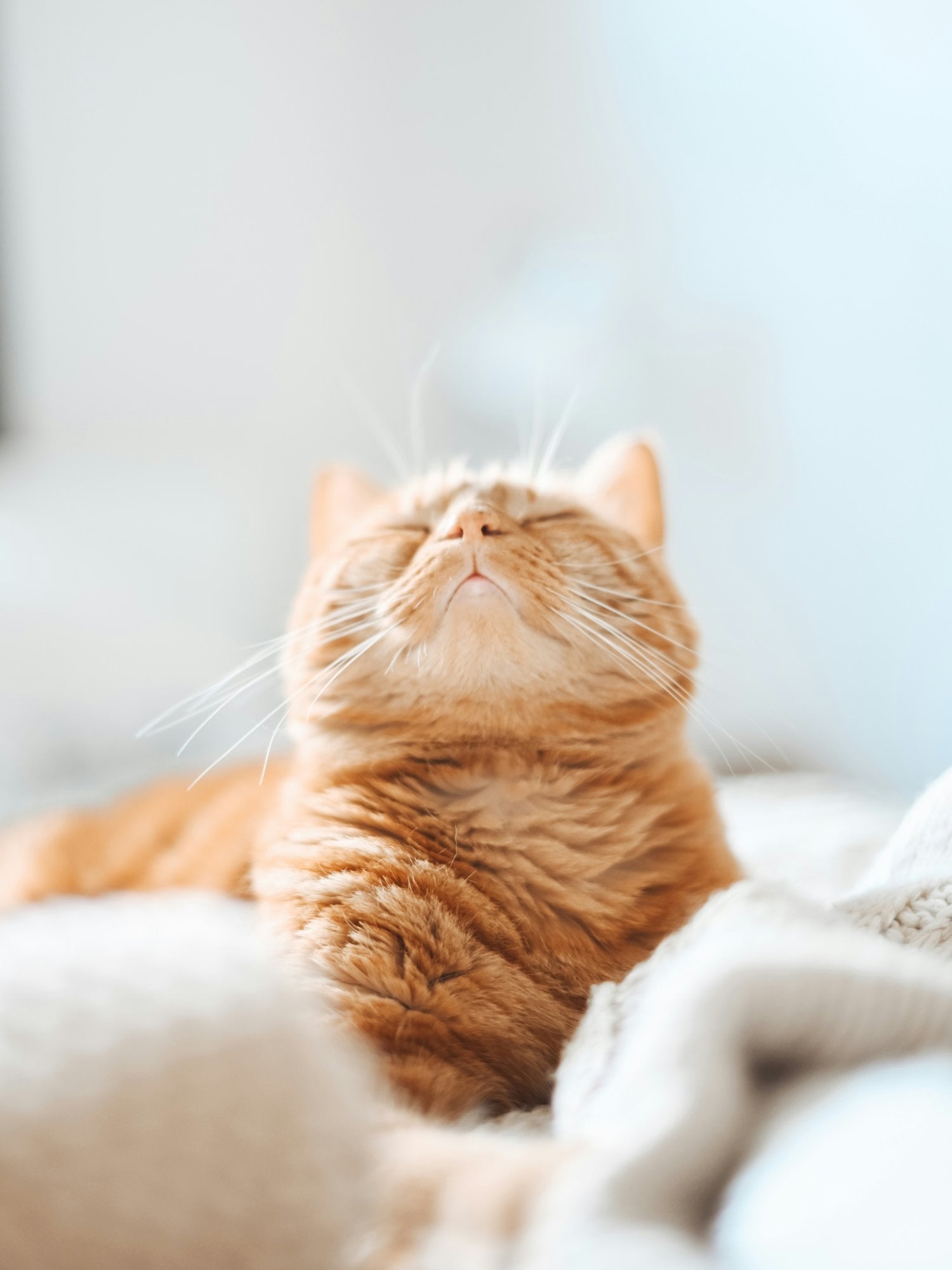 Orange cat sitting on a cream blanket with its eyes closed and chin tilted up toward soft window light