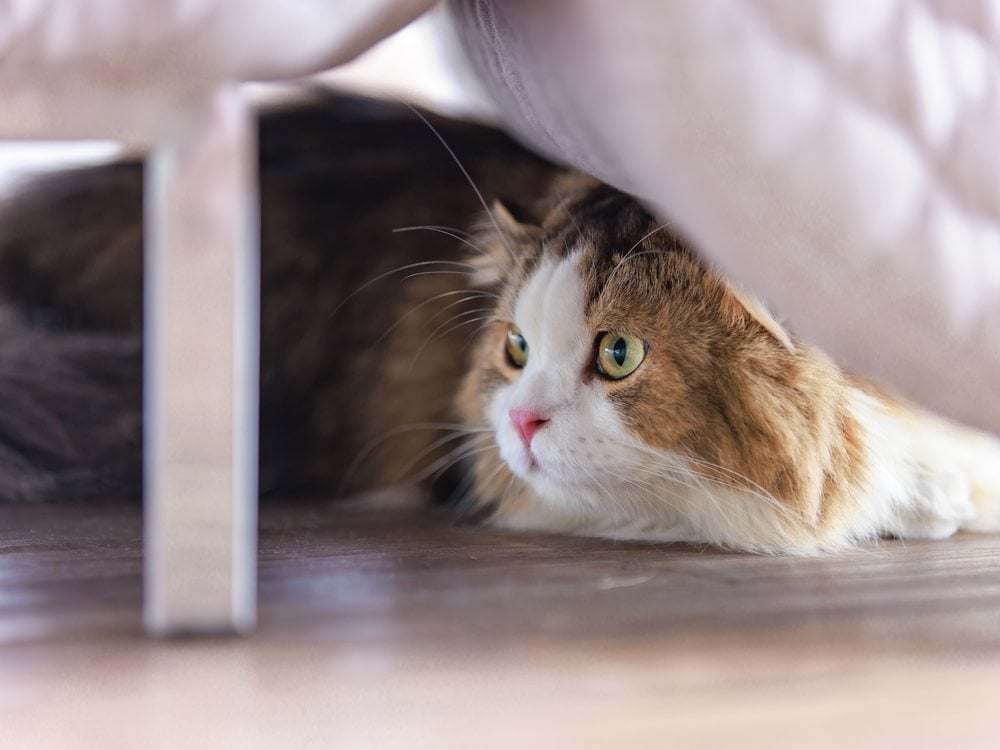 A cat squeezed under an armchair with nowhere of its own to hide