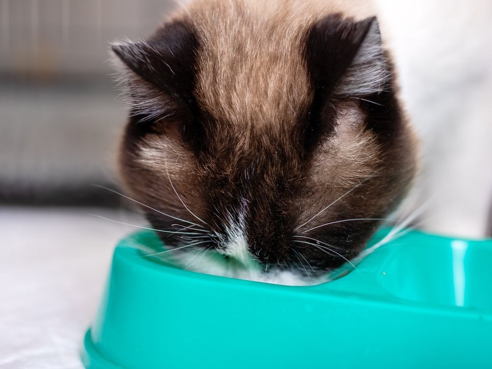 A cat with its face down in a deep plastic bowl