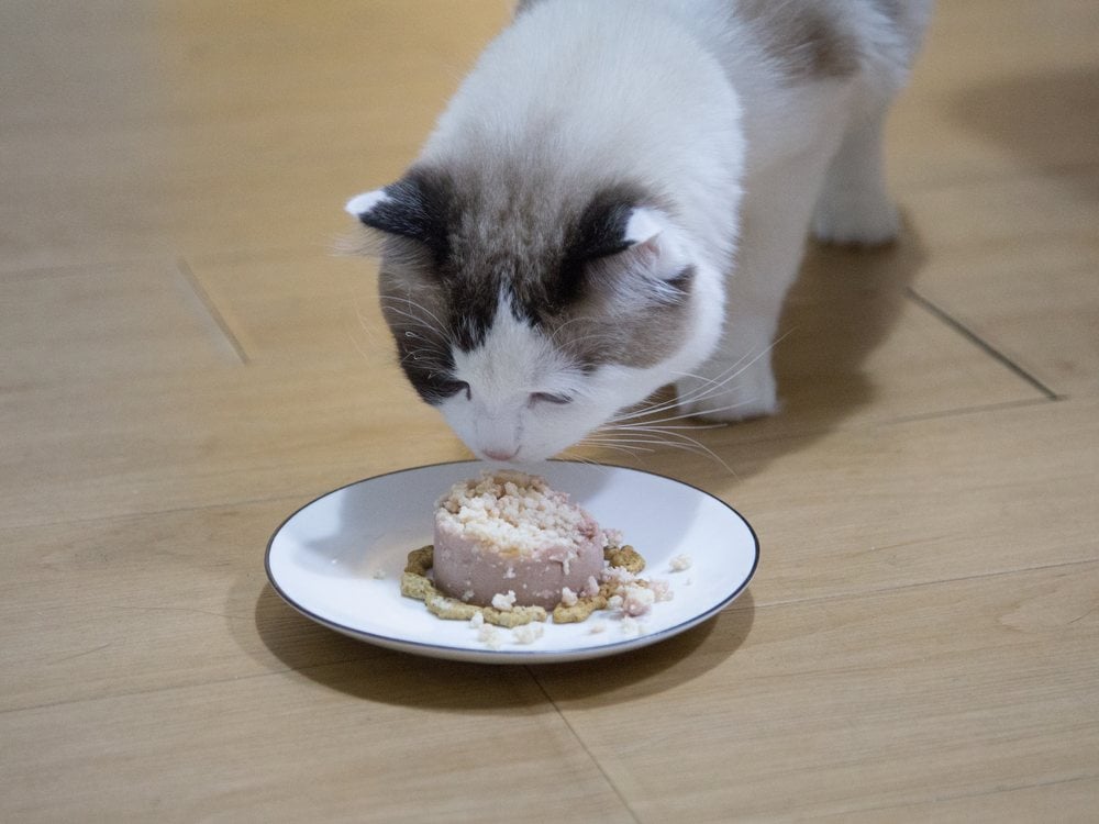 A cat eating from a wide, shallow plate