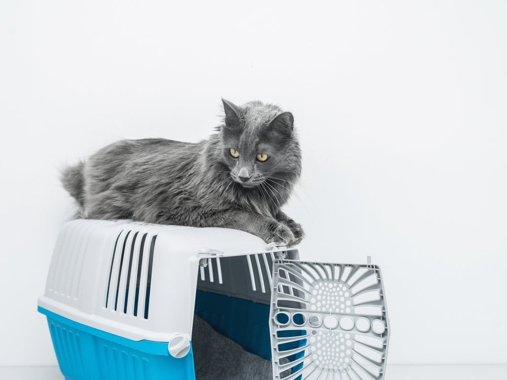 A cat sitting on a hard carrier with its top and door taken off