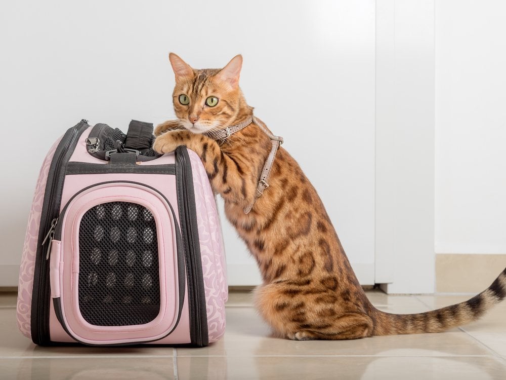 A cat standing beside a soft carrier bag