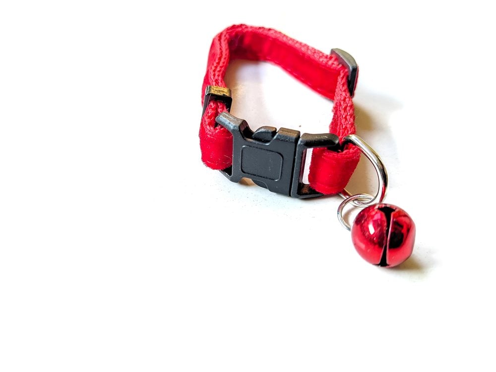 A red cat collar with a plastic quick-release clasp