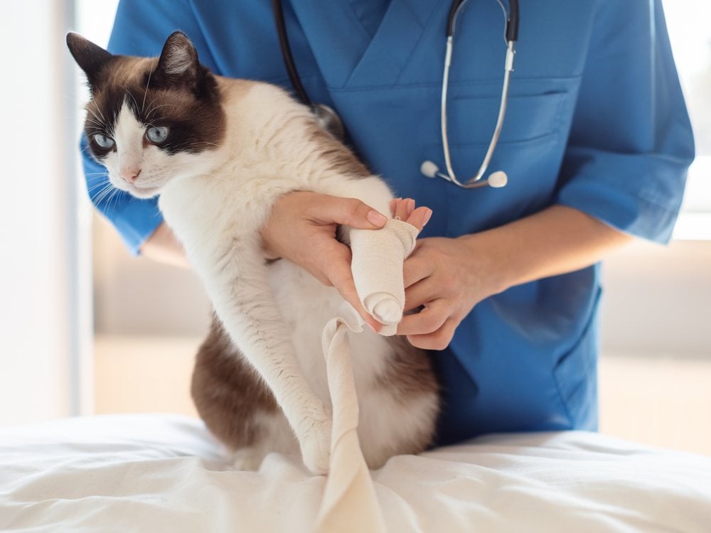 A vet bandaging a cat's paw