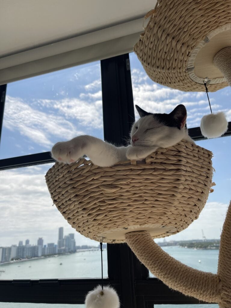 Louis asleep in the top basket of the cat tree, with the city and the water behind him
