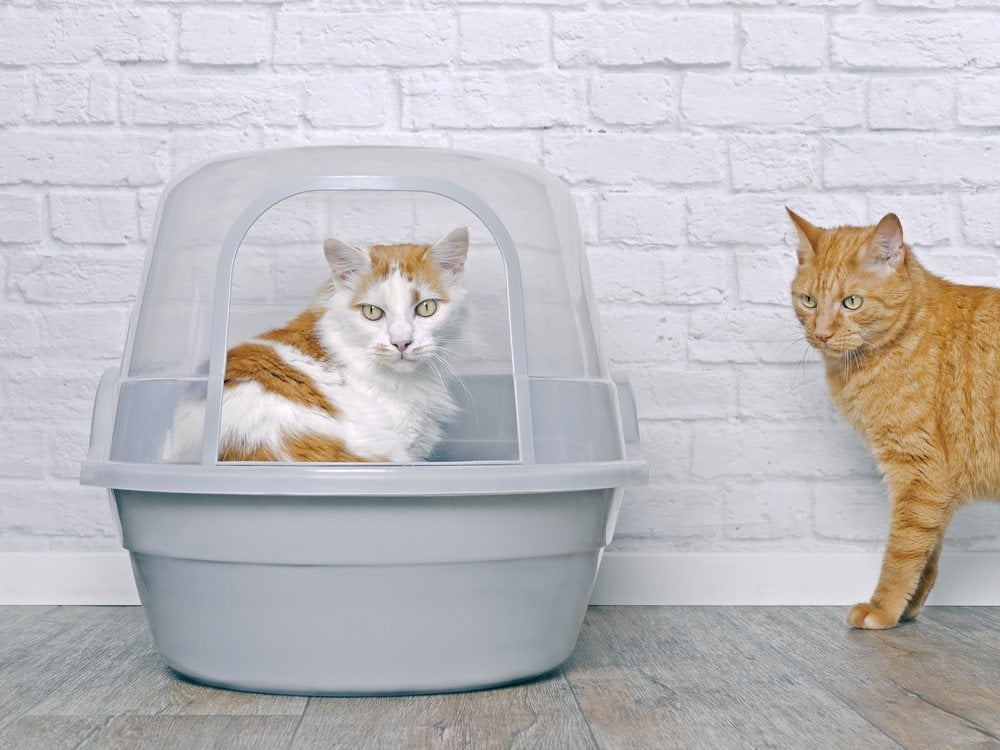 A cat inside a small hooded litter box while a second cat waits beside it