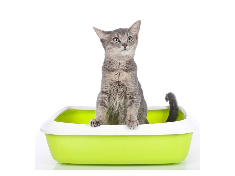 A cat sitting inside a large, open litter box