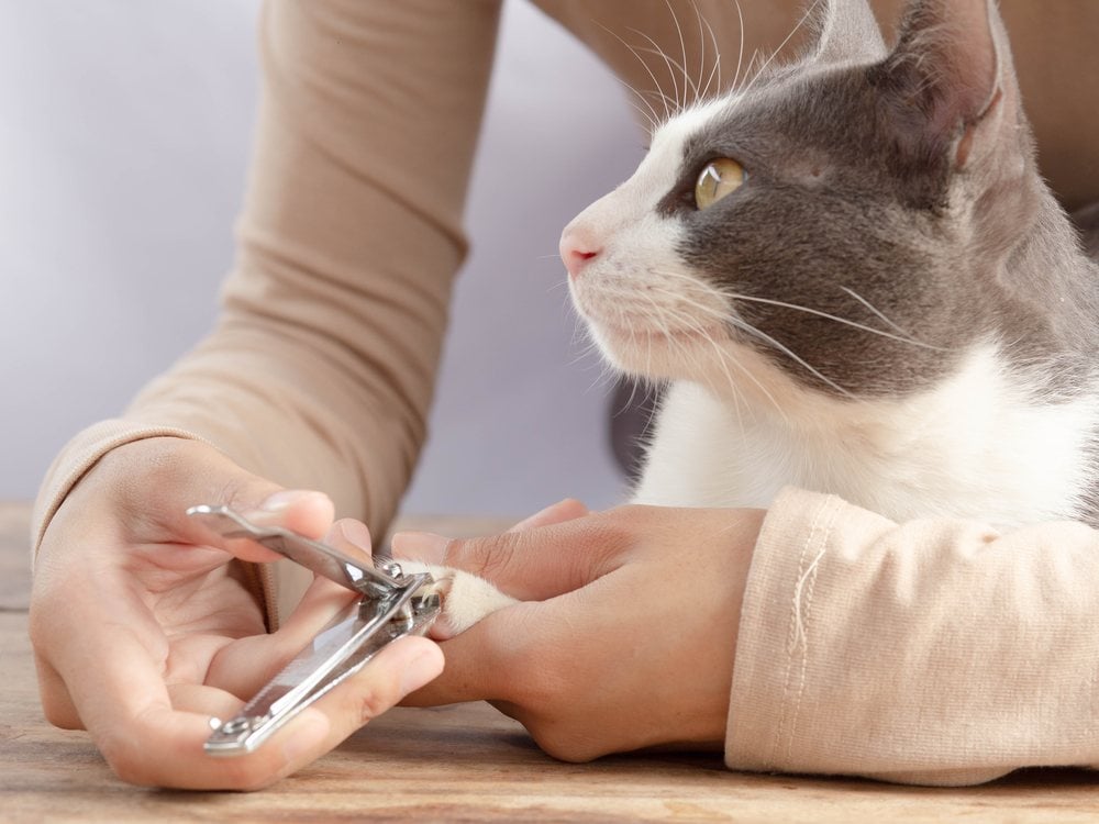 A cat having its nails trimmed with clippers