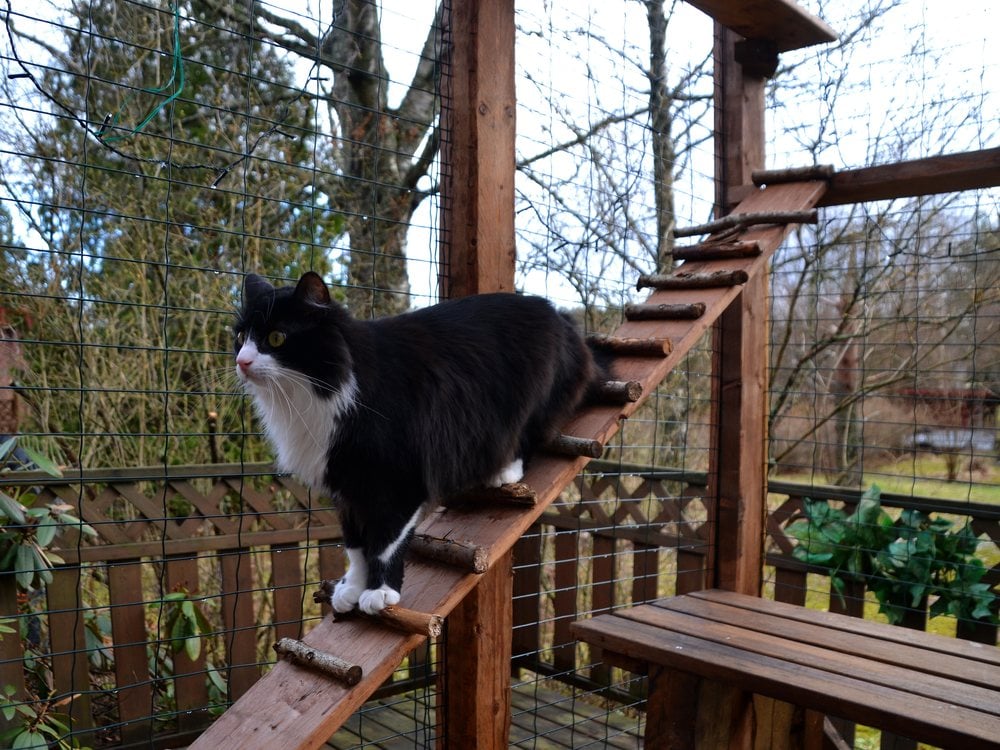 A black-and-white cat on a ramp in an enclosed catio