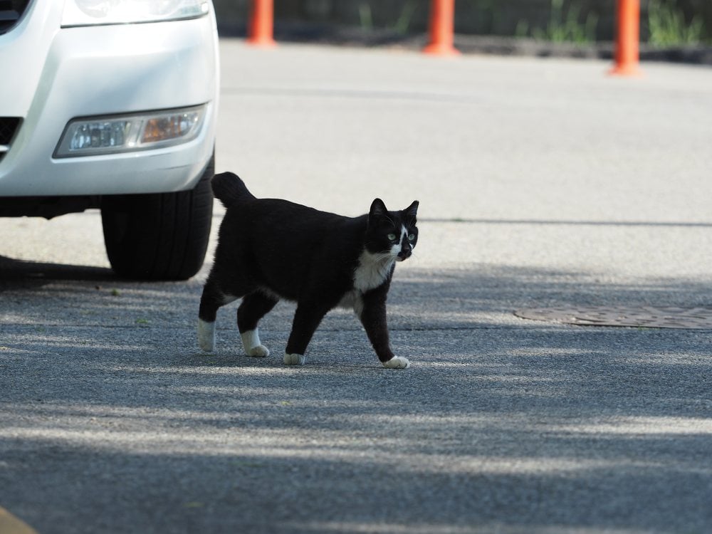 A cat crossing a road next to a parked car