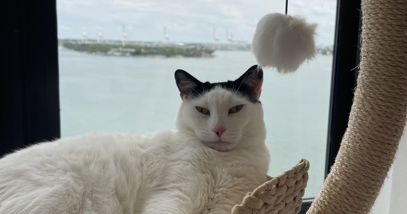 Louis lying in the woven basket of the cat tree by the window