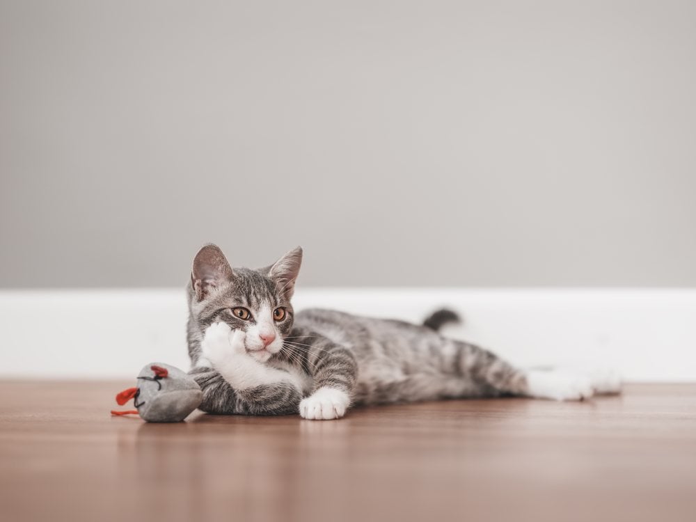 A kitten lying alone on a bare floor in an empty room